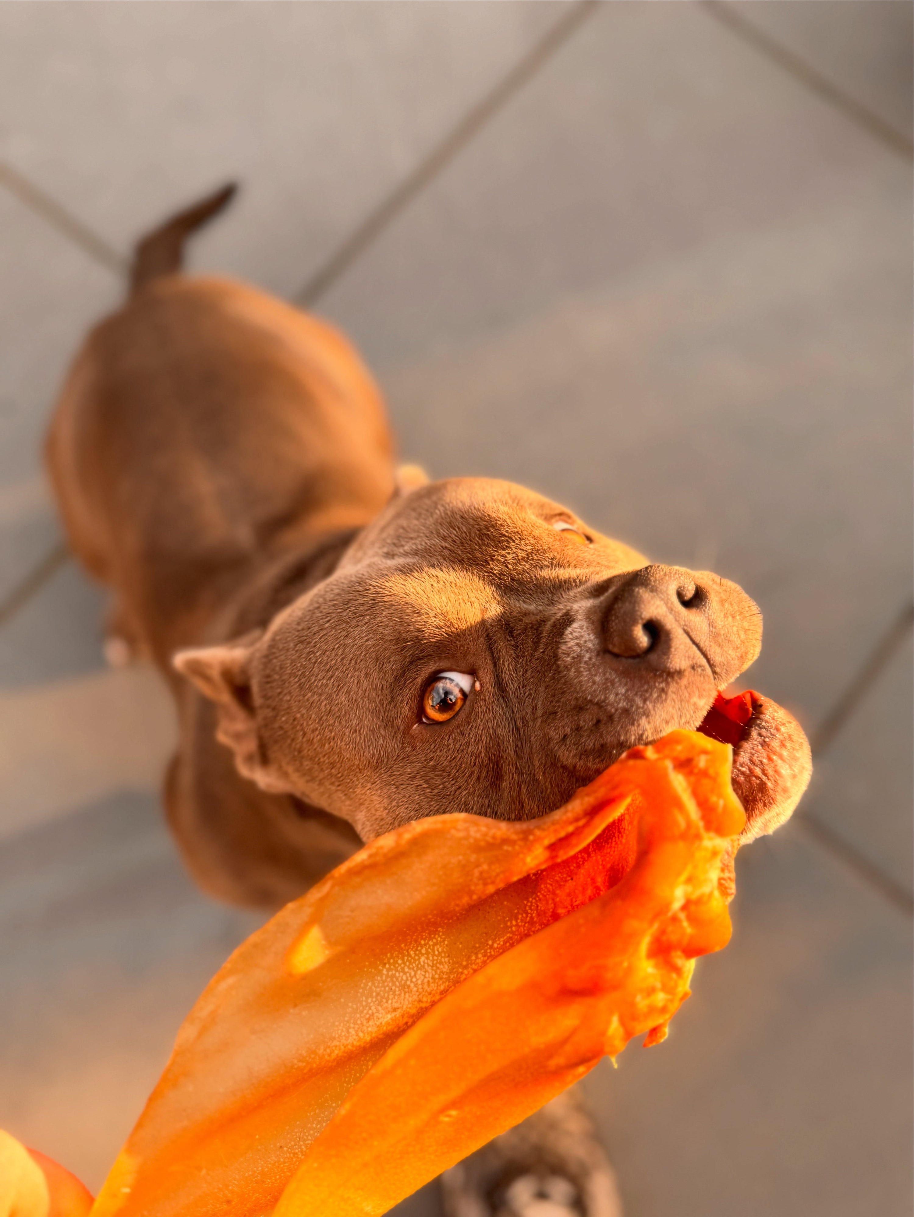 Waarom luchtgedroogde snacks de beste keuze zijn voor jouw hond: Het geheim van Wico
