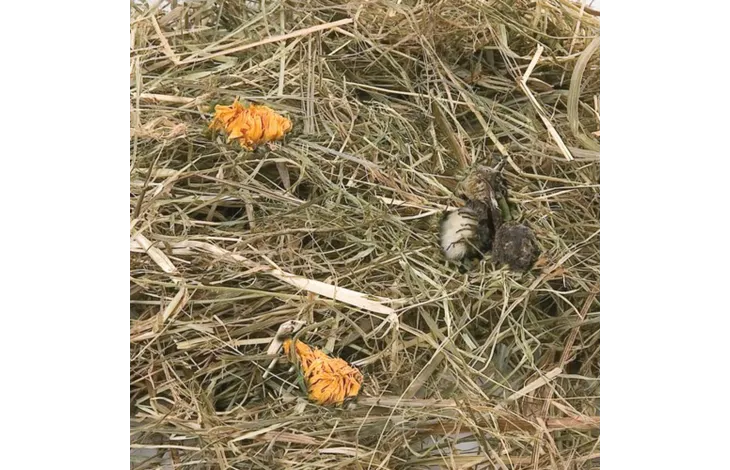 Flamingo hay marigold Flamingo