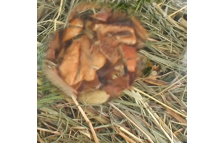 Flamingo hay sweet apple Flamingo