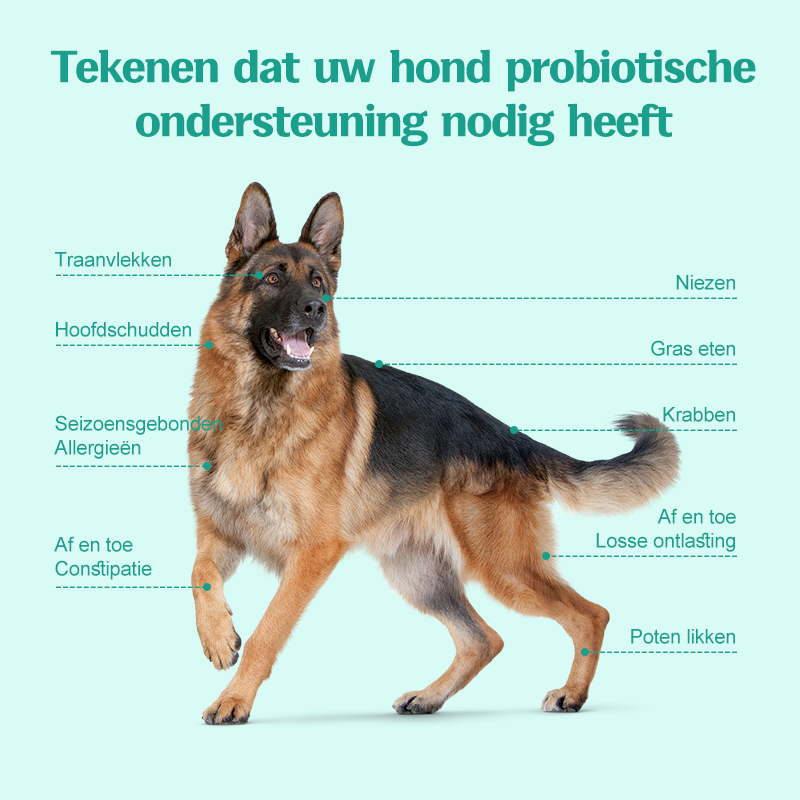 Wico Diervoeding Probiotic Bites — Gezonde darmen, blije dieren Wico-Diervoeding