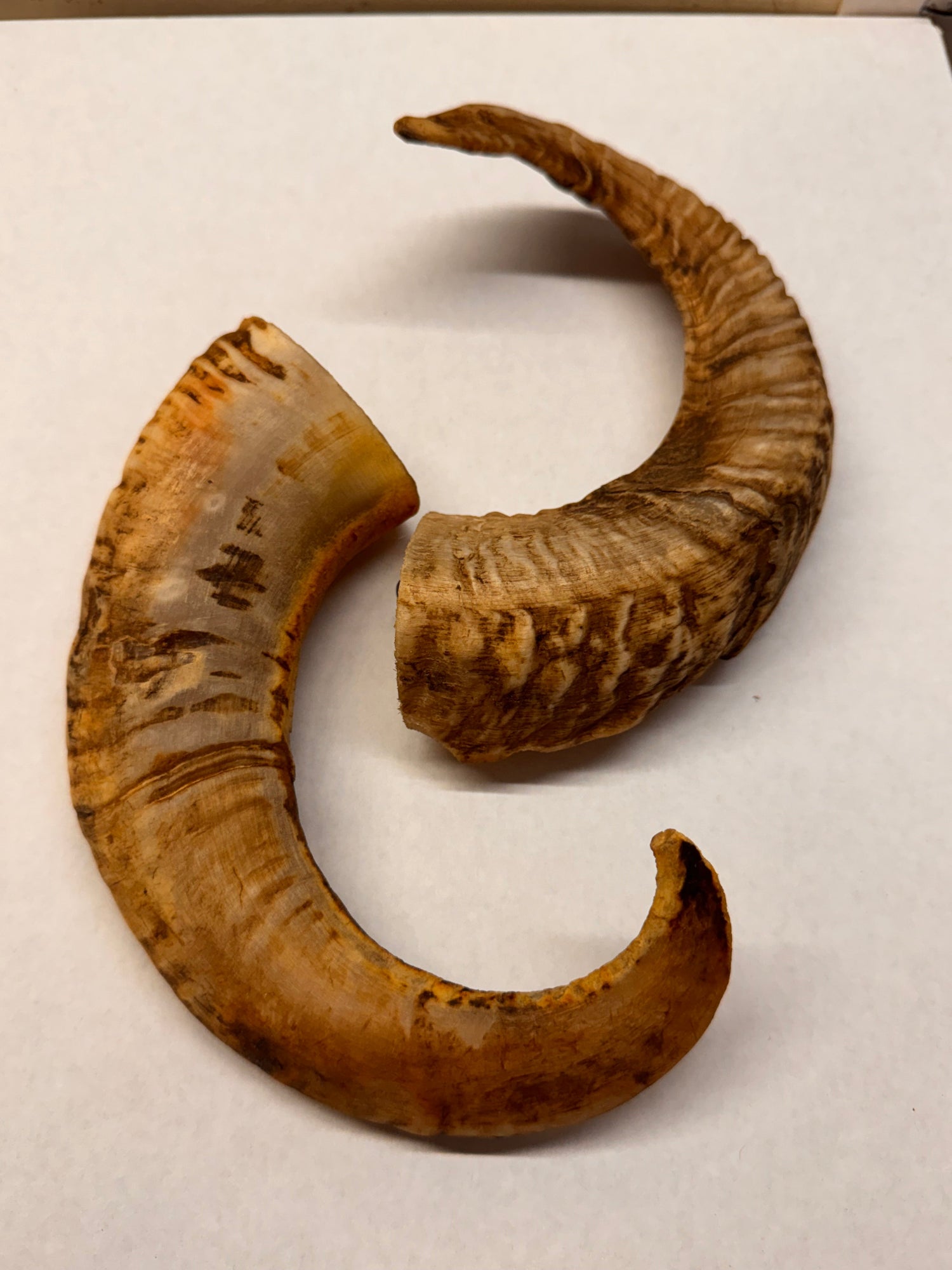 Lamshoorn – 100% natuurlijk kauwsnack (1 stuk) Wicotreats