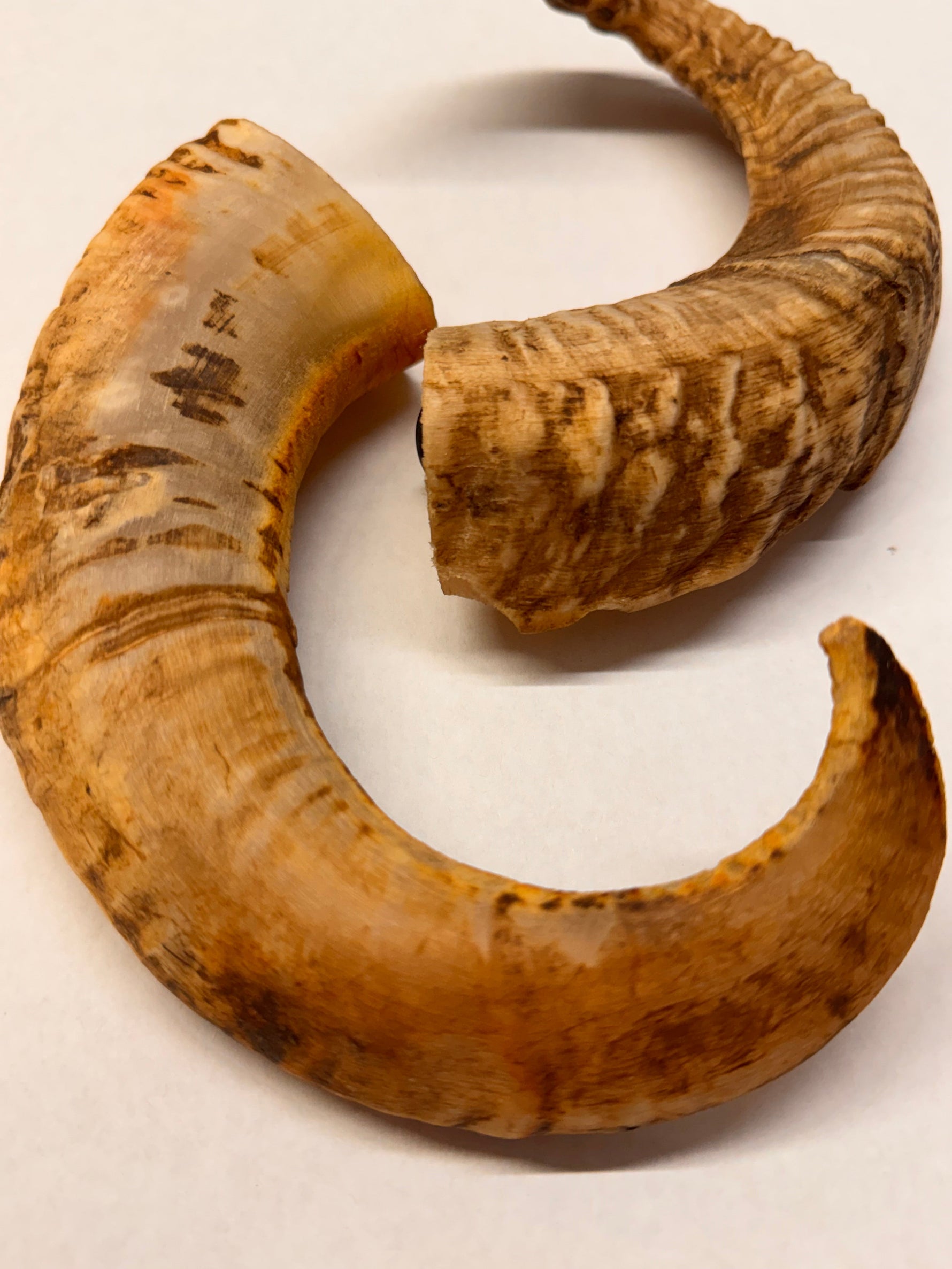 Lamshoorn – 100% natuurlijk kauwsnack (1 stuk) Wicotreats