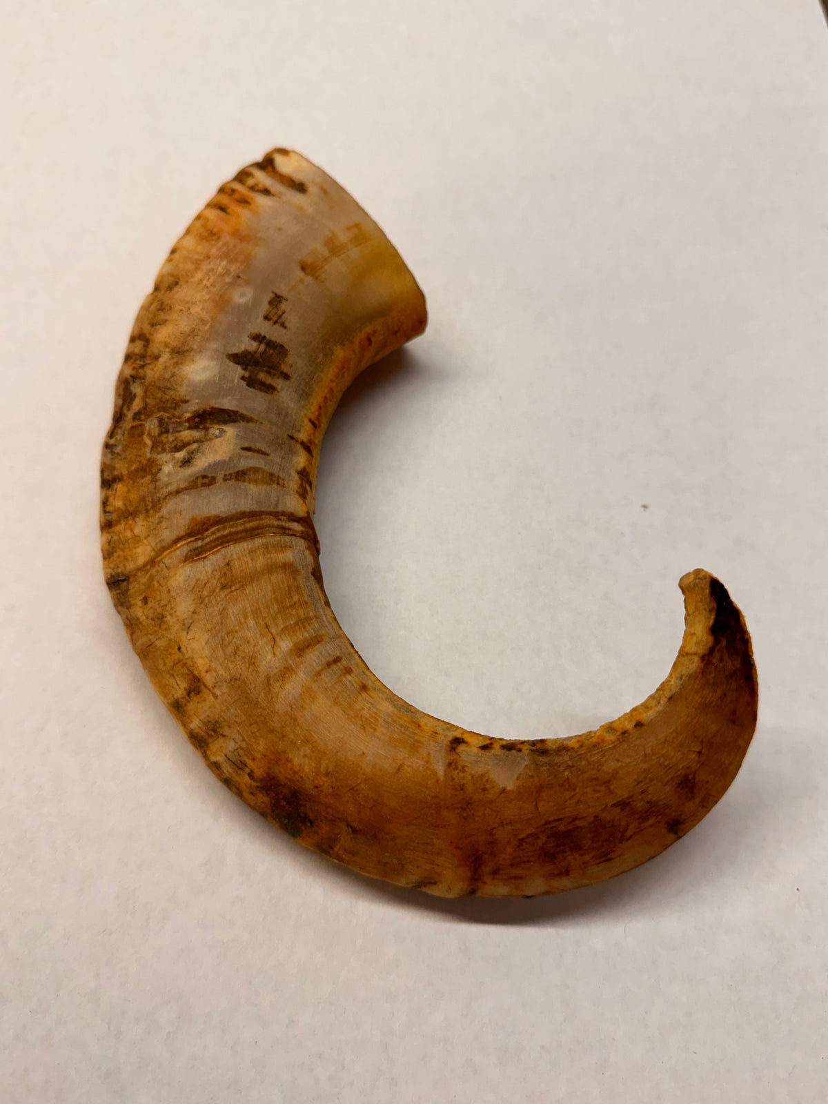 Wicotreats Lamshoorn – 100% natuurlijk kauwsnack (1 stuk) Wicotreats