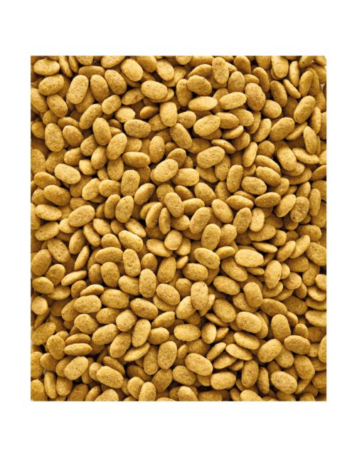 Versele-Laga NutriBird P15 Original 1kg - Compleet Papegaaienvoer versele-laga