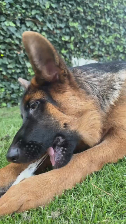 Kaninchenohren mit Haaren – Natürlicher Kausnack für Hunde